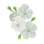 Geranium