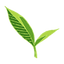 Green Leaves