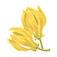 Ylang Ylang