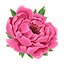 Peony