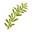 Aromatic Notes