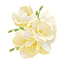 Freesia