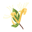 Honeysuckle